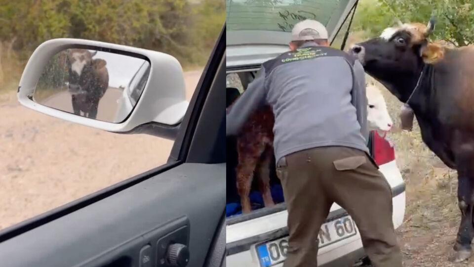 Yavrusunun peşinden 3 kilometre yürüdü