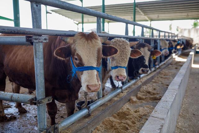 Rüyada birinin kurban kestiğini görmek