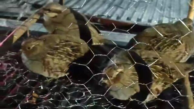 Van'da kafes avcılığı: 211 bin TL ceza