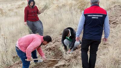 Kırıkkale'de 25 bin tuz çalısı fidanı dikiliyor
