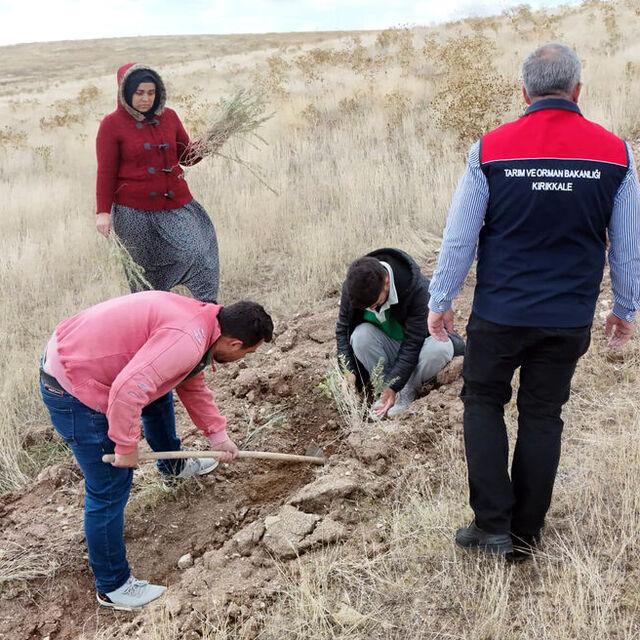 Kırıkkale'de 25 bin tuz çalısı fidanı dikiliyor