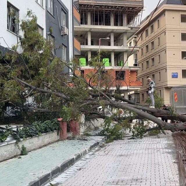 Dev ağaç devrildi, kıl payı kurtuldu!