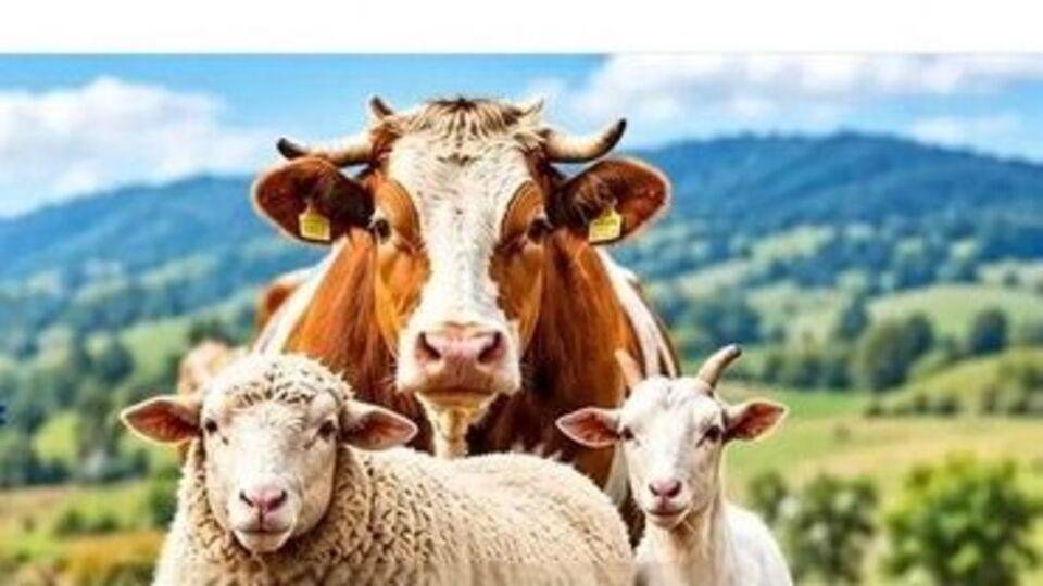 Amasya'da hayvan pazarları kapatıldı