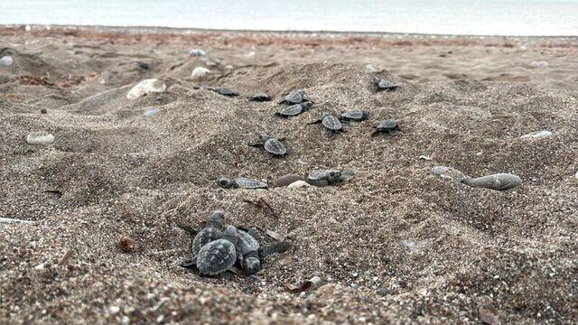 Dört sahilden 200 bin caretta caretta!