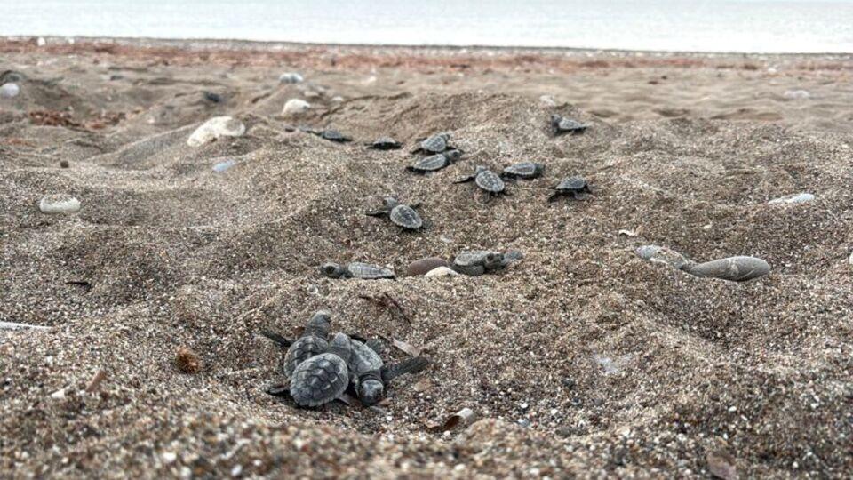 Dört sahilden 200 bin caretta caretta!