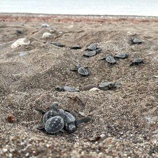 Dört sahilden 200 bin caretta caretta!