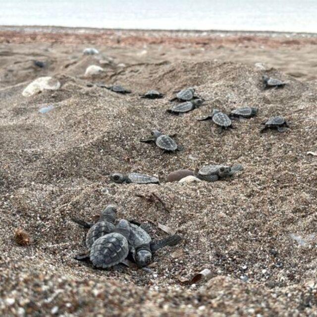 Dört sahilden 200 bin caretta caretta!