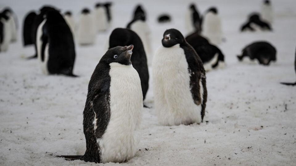 Dünyanın en büyük penguen kolonisi ünvanını kaybetti