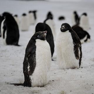 Dünyanın en büyük penguen kolonisi ünvanını kaybetti