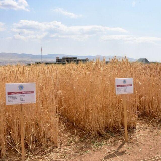 Kuraklığa dayanıklı yeni çeşitler geliştiriliyor