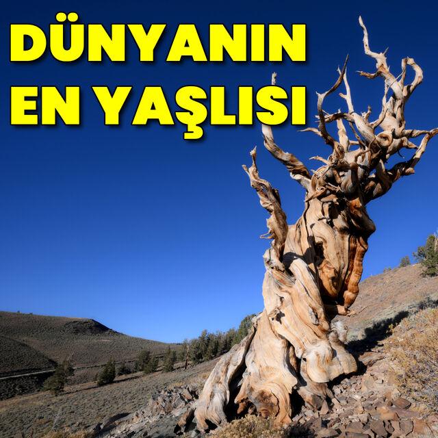 Dünyanın en yaşlı ağacı! 4858 yaşında