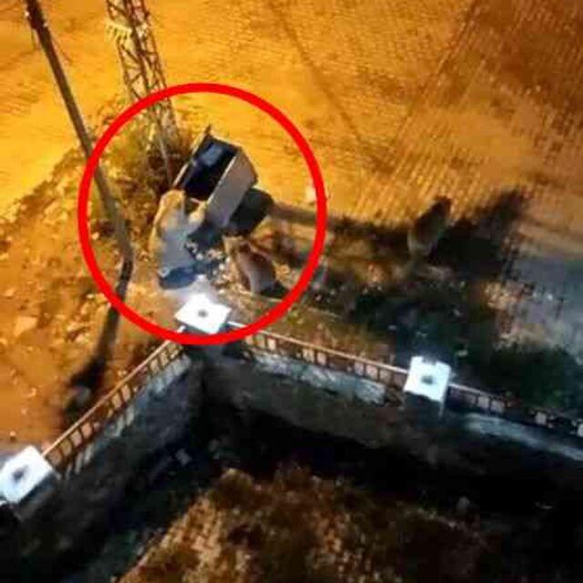 Aç ayılar oynadı, işte o anlar