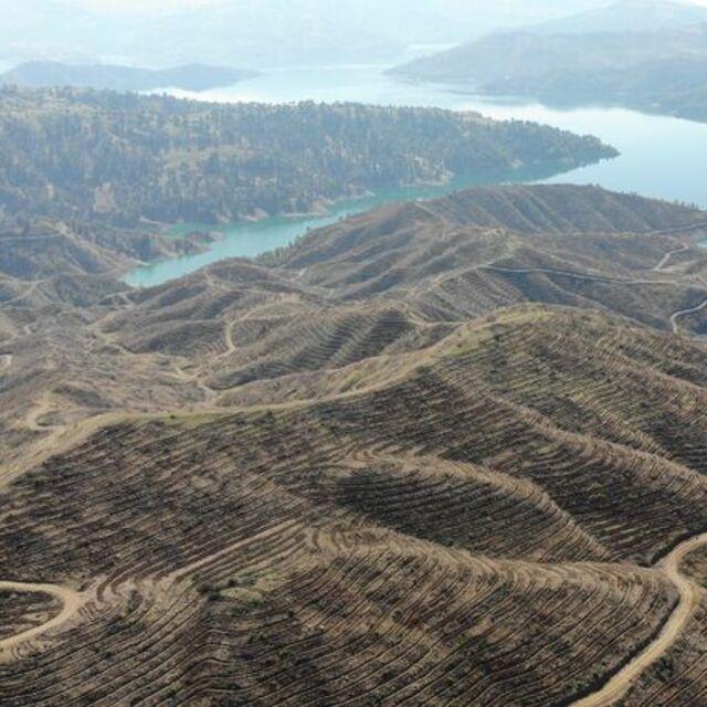 Kahramanmaraş'ta 1 milyondan fazla fidan dikilecek