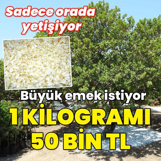 Sadece orada yetişiyor... Büyük emek istiyor bir kilosu 50 bin TL!