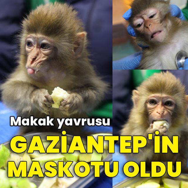 Tedavi edilen makak yavrusu Garip merkezin maskotu oldu