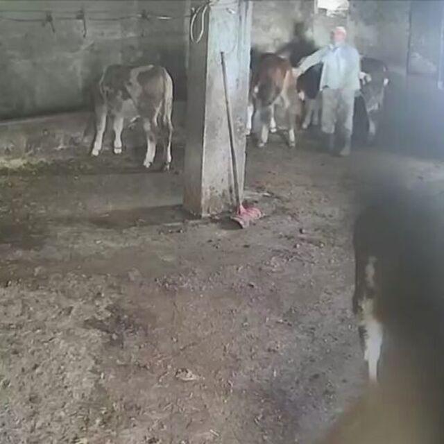Sevmek istediği inek acımadı