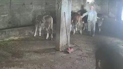 Sevmek istediği inek acımadı