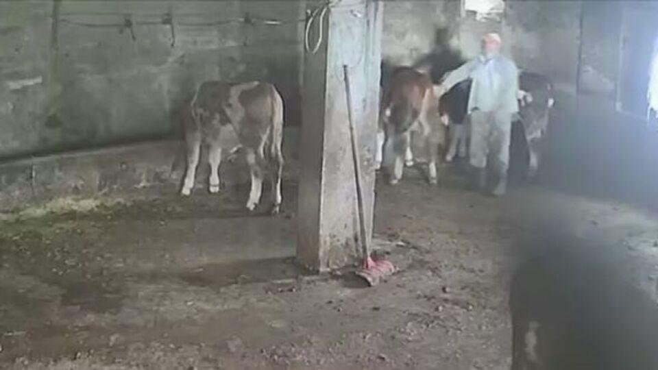 Sevmek istediği inek acımadı