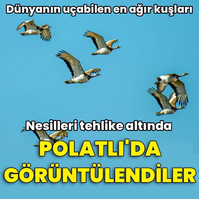 Nesli tehlike altındaki toy kuşları Polatlı'da görüntülendi