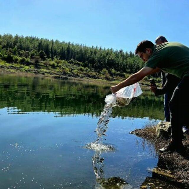 Osmaniye'de baraja 50 bin sazan yavrusu