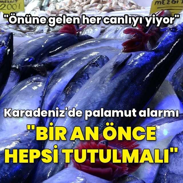 Karadeniz'de palamut alarmı