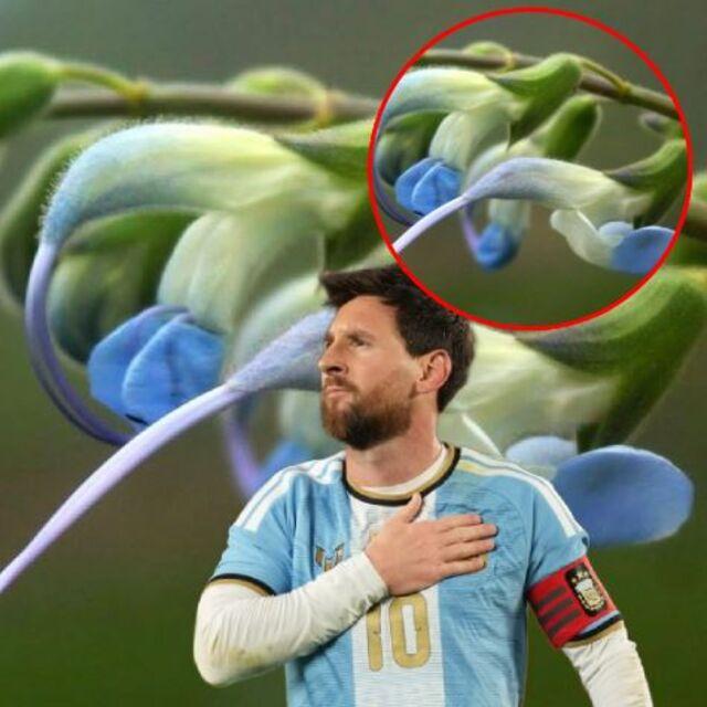Messi'nin ismi bitkiye verildi!