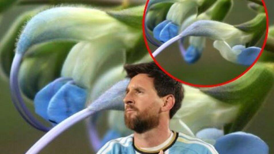 Messi'nin ismi bitkiye verildi!